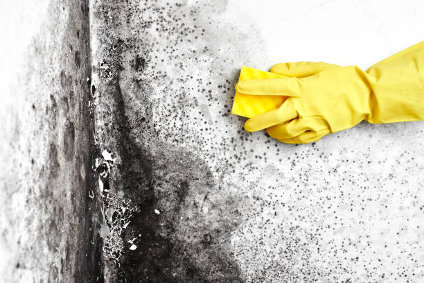 Reliable China Lake Acres, CA Mold Removal Solutions